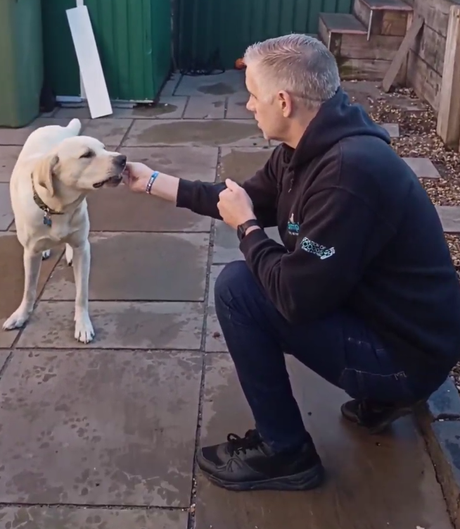 Dog Reactivity Training